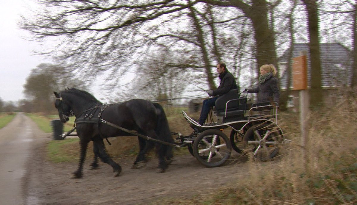 OmropHea's tweet photo. Annemarie Reijenga en Hendrikus ter Schure binne it jongste stel by de Fryske Quadrille. #Hea! #OmropFryslân #KFPS #hynstekeuring https://t.co/wsbGSRlXLJ