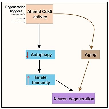 ClinExpPathol's tweet image. Autophagy, Inflammation, Degeneration: Parsing an Unholy Trinity
bit.ly/2FkjkFp