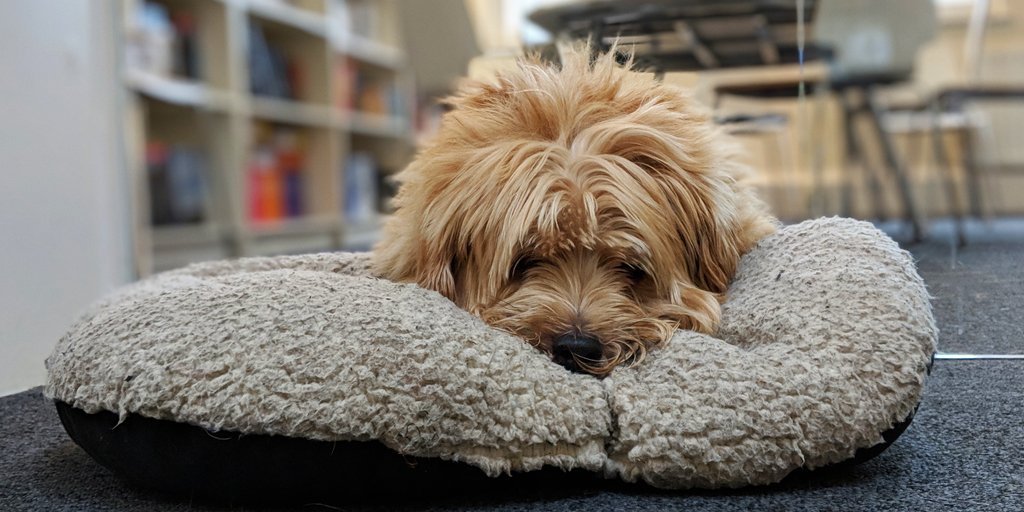 bwpublishing's tweet photo. For all you @inkroadbooks fans, we're putting together the first Ink Road Reads newsletter of the year!
Although, the excitement is too much for some of the team... #whatsuphugo https://t.co/Cxpg62tS4A