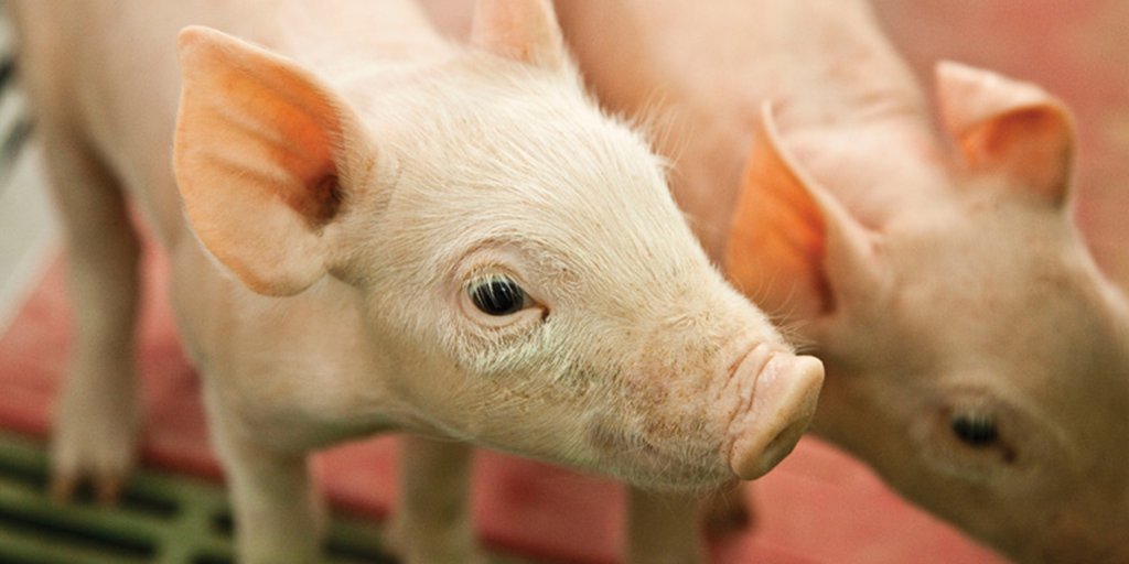 dsmfirmenichANH's tweet photo. Will you be joining us at the #IowaPorkCongress2019 this year? Stop by booth
934 to learn more about our newest product offerings! https://t.co/IDelY9h2T7
#IowaPork #RealPigFarming https://t.co/us7Sm4IEGG