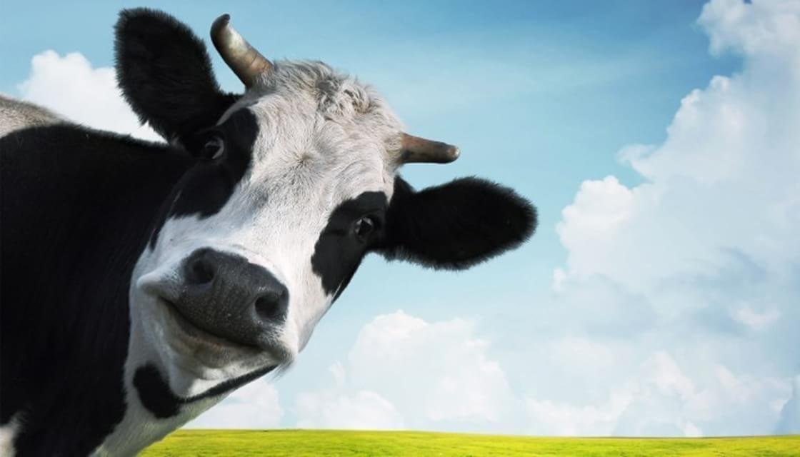 Highlight our Brucella products in rumiants such as INgezim Brucella Ovis or INgezim Brucella Bovina 2.0. For further information, please contact us. ingenasa.eu/?enf=Brucelosi…