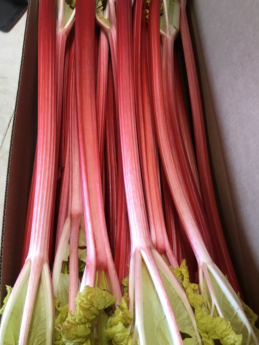 RhubarbRobert tweet picture