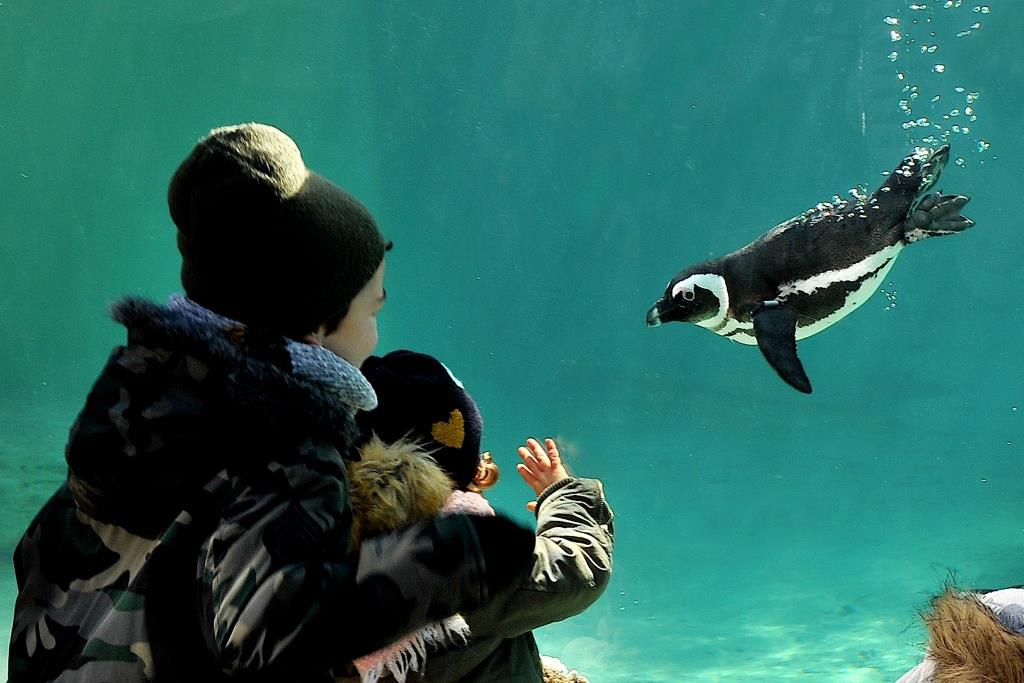socialmiliac's tweet image. Al @Bioparco_Roma ci sono i #pinguini del #Capo #danonperdere!