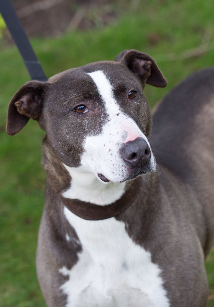 RSPCANW's tweet image. Here is the gorgeous 2 year old Kiera who bears the scars of a previous life.  She is ready to start a new one and is looking for a home