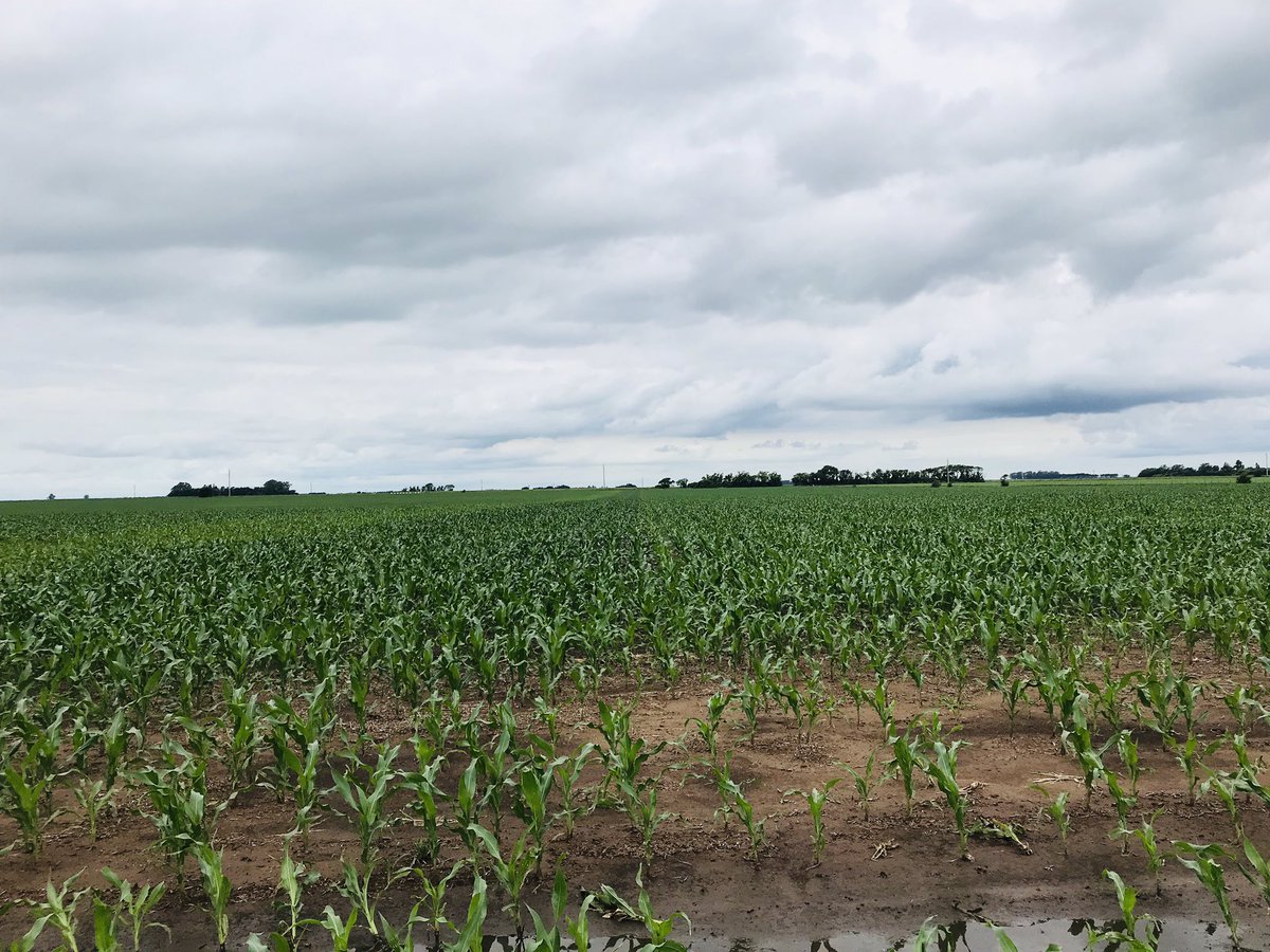 Diferencias en maiz tardío. 0-100 y 200 kg/ha mezcla 50% MAP, 50% Urea