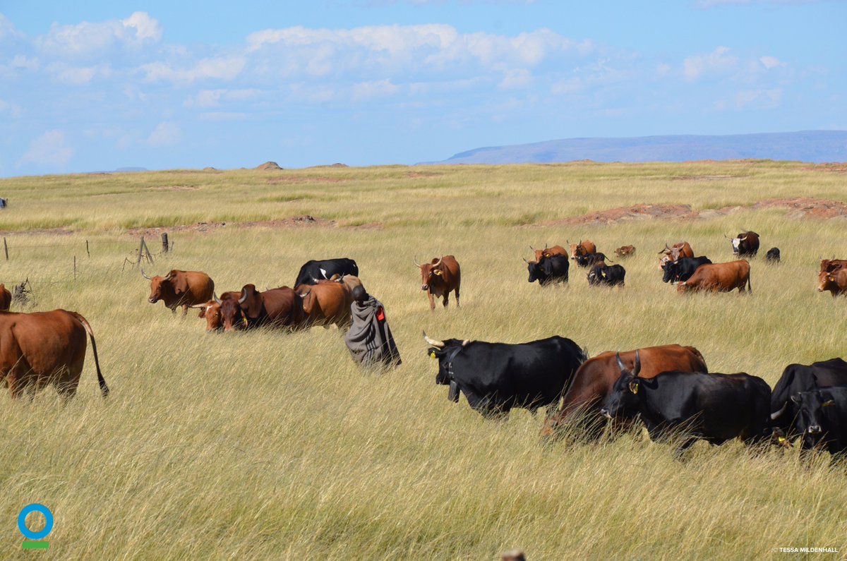 africa_ci's tweet photo. Through @ConservationOrg's #MeatNaturally program in South Africa, we have made major strides in improving traditional cattle herding to make it more profitable and less taxing on the land while providing “#green” jobs and new markets for local, #sustainablebeef. @SANParksKNP https://t.co/PT7snIQd0T