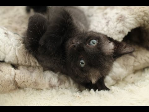 Carly_Stone_'s tweet photo. A little #ThrowbackThursday - Zanzibar as a kitten! Those eyes! Those paws! 😍 https://t.co/PRiulboJVJ