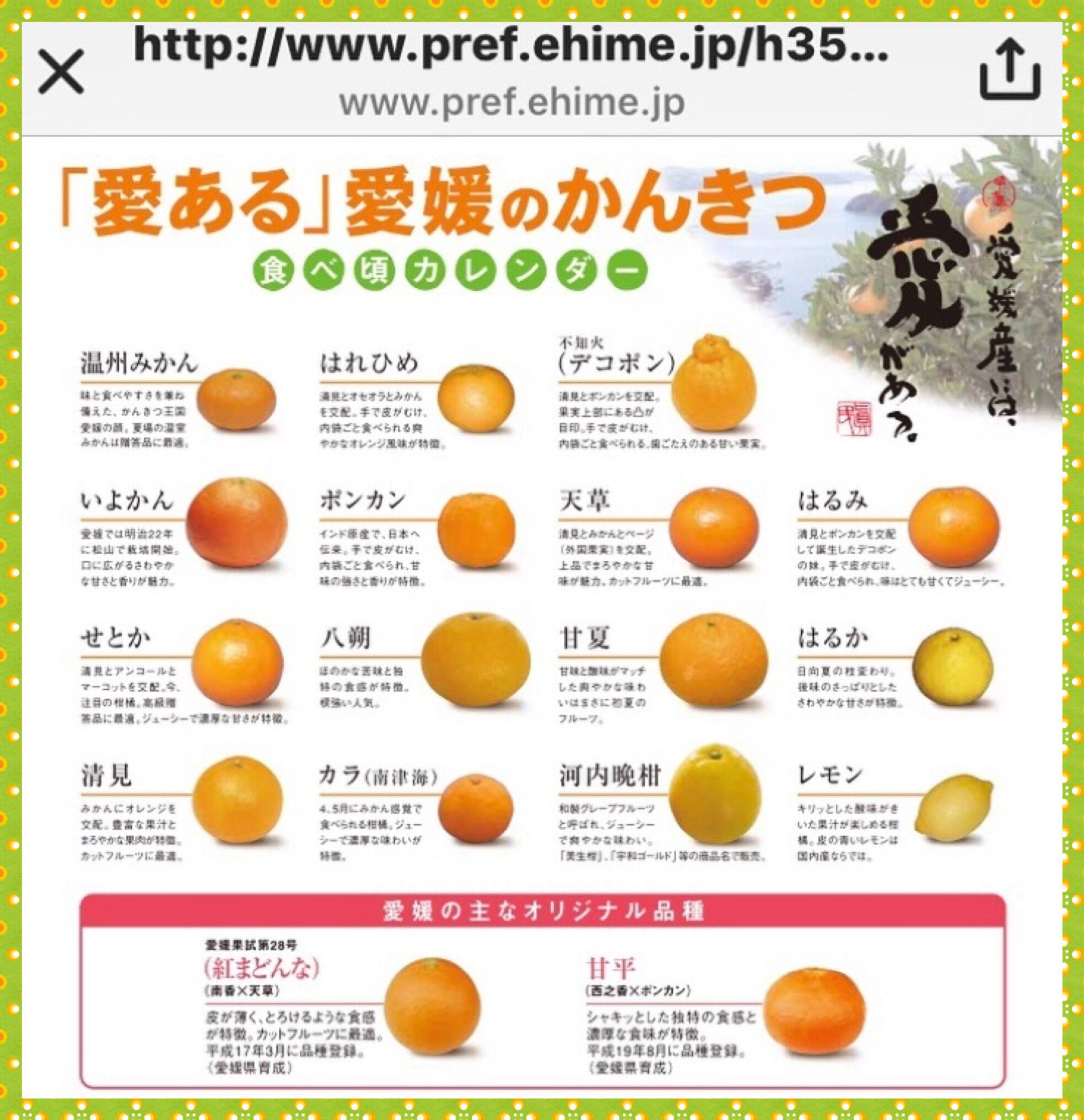 大好き 真穴みかん 今期も真穴みかんのたくさんのご愛顧ありがとうございます 真穴みかんの主な取り扱いは11 12月になります 店頭の柑橘の取り扱いも次第に皆さま同じみの温州みかんから 伊予柑や清見など晩柑類に変わってきています 愛媛は柑橘