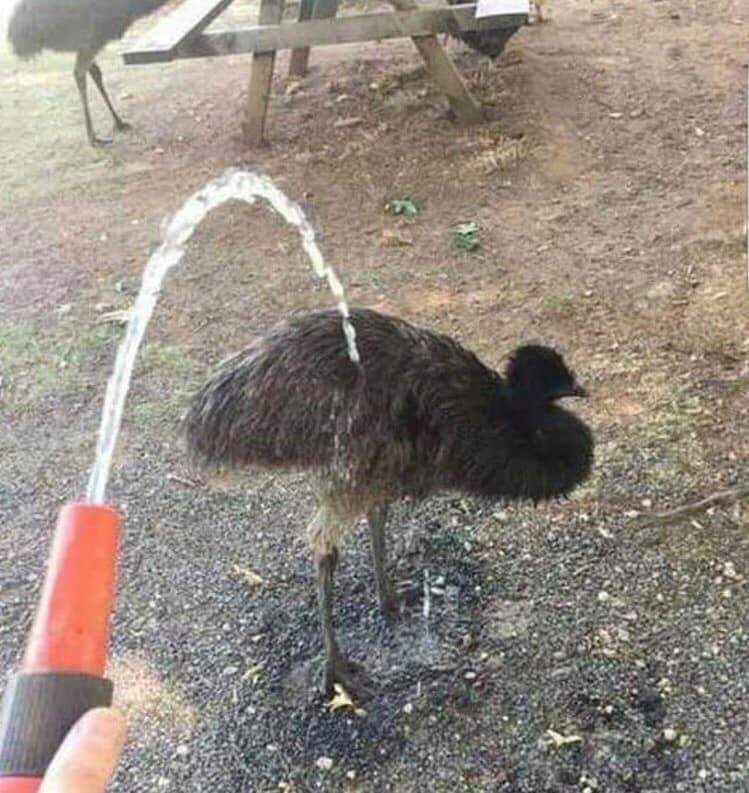 fravo1337's tweet photo. De RT na minha ema tomando banho e você vai receber uma boa noticia em até 24h https://t.co/r0aYvZxnMm