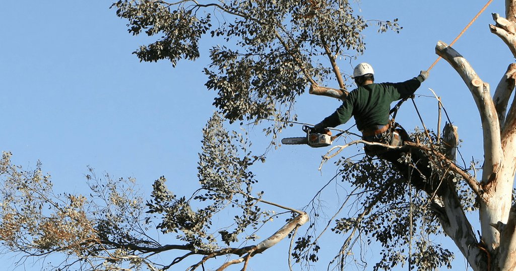 Best Tree Services In Adelaide Hills