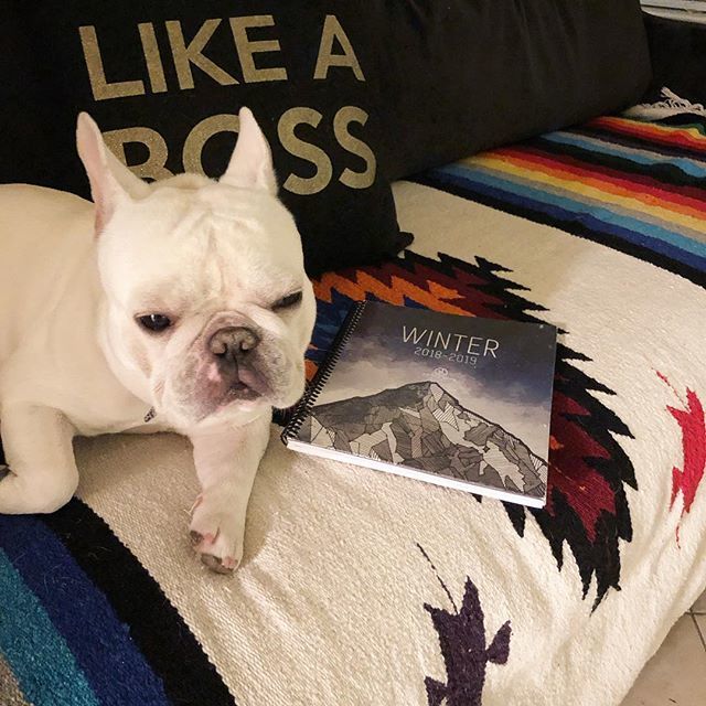 Plan, do, track, adjust, repeat, succeed... Like a Boss.
_
#frenchiesofinstagram #frenchie #plannercommunity #plannerbabe #plannergirl #planneraddict #planner #plannerjunkie #plannerlove #plannerlife #plannergoodies #plannerobsessed #obsessed #plannersgo… bit.ly/2RjOVNN