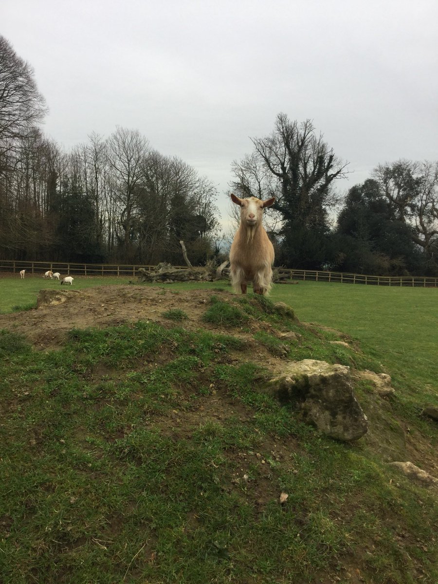 Thank #goat it's Thursday, it's almost the weekend says Tarnie.