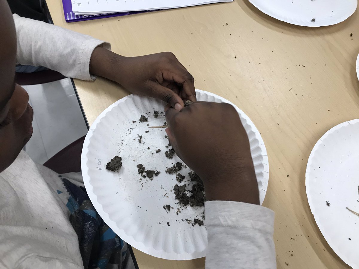 #parsonshcsd scientists dissecting and investigating what may be found in an owl pellet! @JoanOKeeffesci