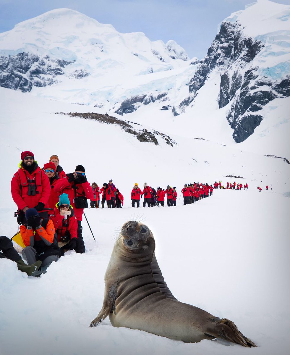 Guests of #OneOceanExpeditions enjoy a curious elephant seal weaner during a hike on #CuvervilleIsland in #Antarctica -⠀ -⠀ -⠀ -⠀ #rcgsresolute #Antarctica #oneoceanexpeditions #welivetoexplore #natgeocreative #natgeo #nature #igcanada #sunset #staywild #beautifulearth