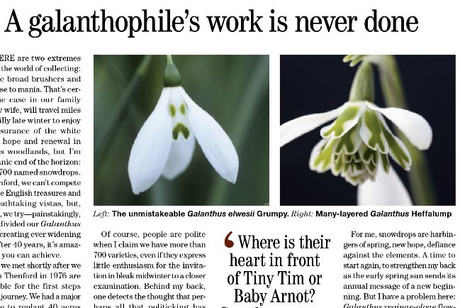 That feeling when you realise it's only Thursday. Read about the 'Grumpy' snowdrop and other varieties in this week's issue of Country Life, page 75!