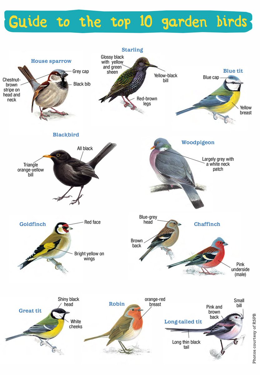 Bird Identification Chart Uk