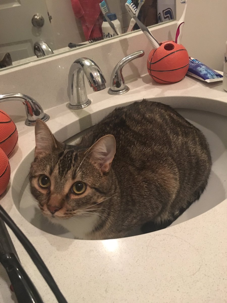 hilla_gorilla's tweet photo. Changing my cat’s name to Joey Fatone because she’s in sink. https://t.co/5ehsJMubeb