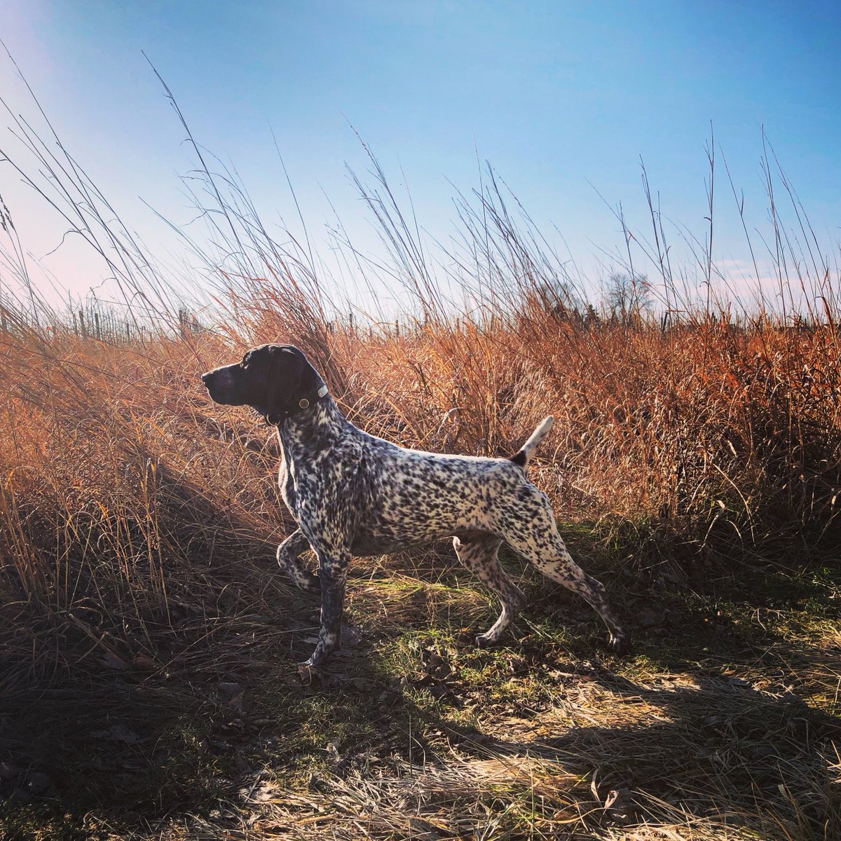CKC4thedogs's tweet photo. Long before there were any formalized #dogshows or obedience trials, dogs played a very important role in helping humans hunt for food. Learn more about #fielddogs here: https://t.co/lJnzuELtEB https://t.co/tyVro7IBu7