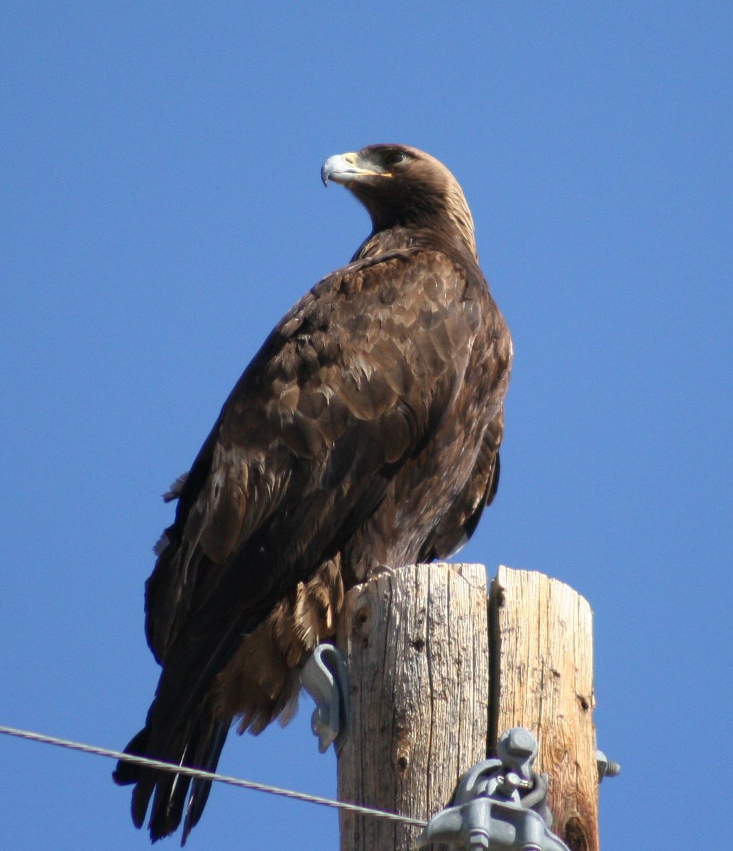 Nnss On Twitter Were Featuring The Sites Majestic Golden