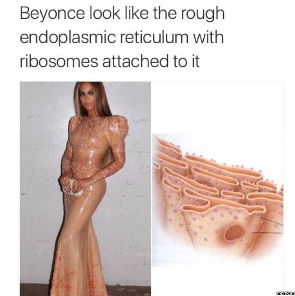 EndoReticulum_'s tweet photo. Even Beyonce loves us #RHSOrganelleWars #EndoEndsCompetition https://t.co/40XdjPvmSi