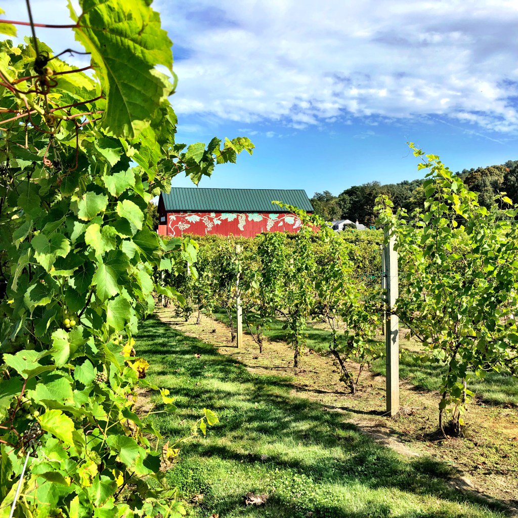 Harvest Time at Connecticut’s Vineyards threadsandvino.net/2019/01/10/con…