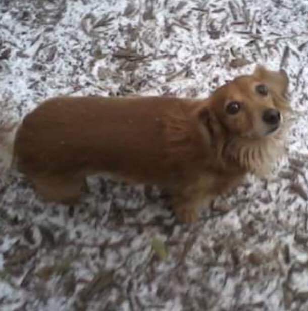 Lost Dogs Illinois On Twitter Lost Godfrey Il Surrey Court
