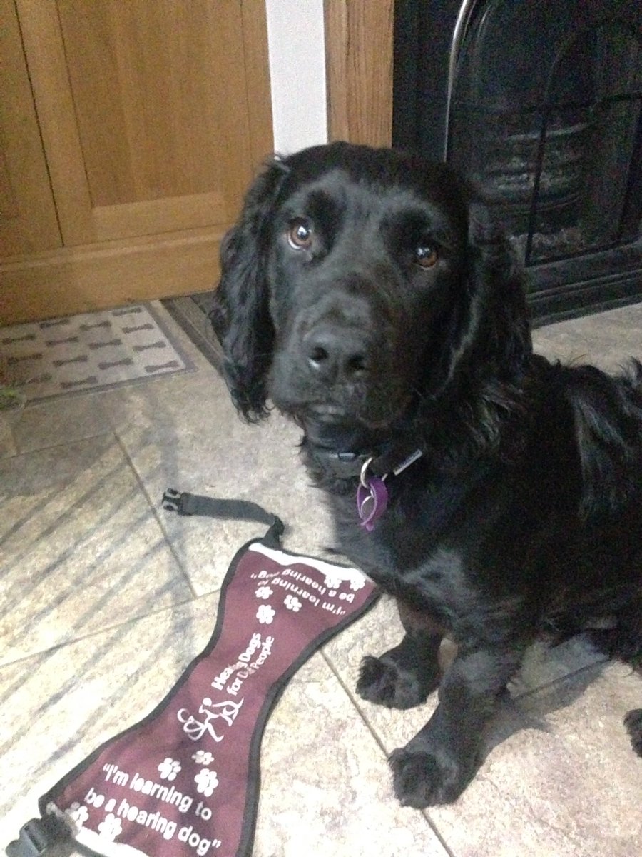 KTHallmark's tweet image. I know it&apos;s Thursday but had to take #WorkshopAssistant 🐶 to meet his @HearingDogs PTI yesterday #FutureLifeChanger