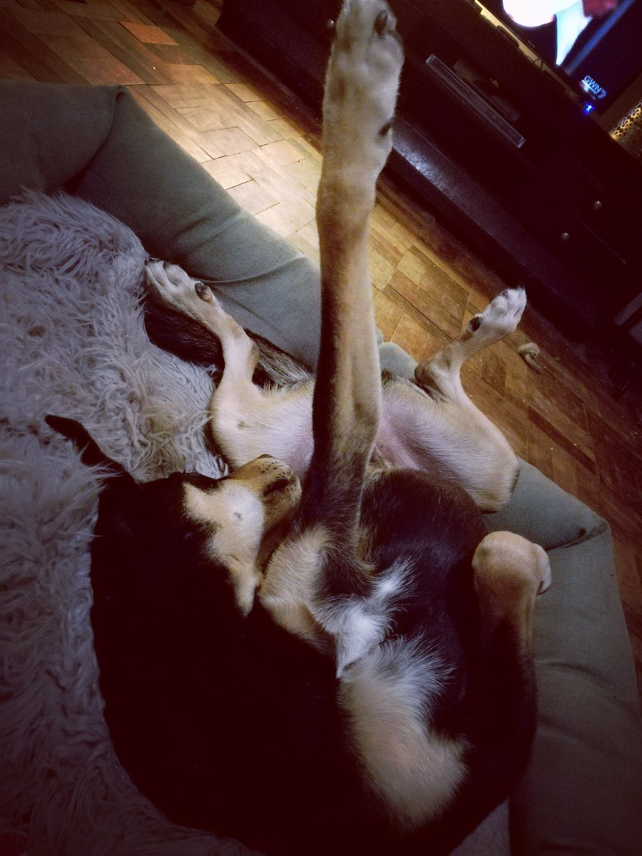 ListBelow's tweet image. Hey, @WeatherDog3 do you have a spare copy of Dogbuilding for Dummies lying around? Misplaced mine and clearly messed this up!