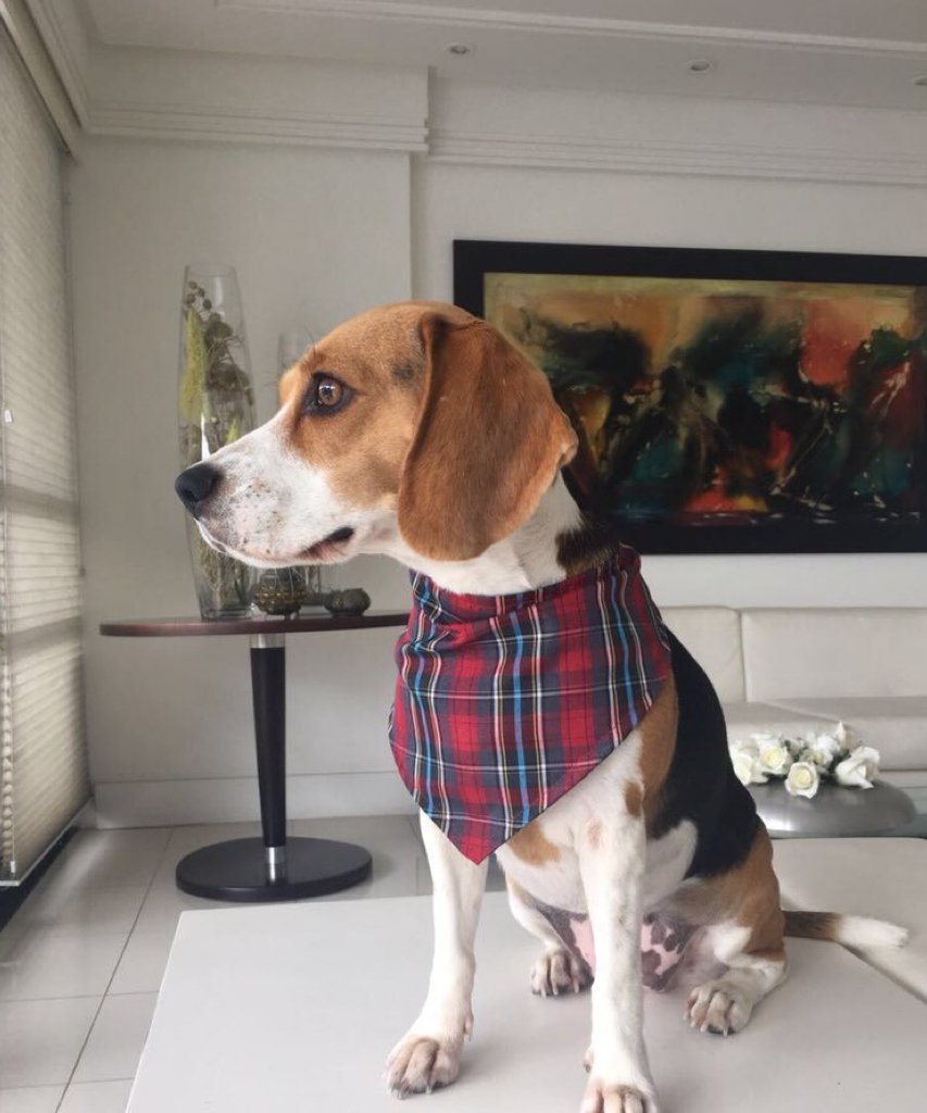 The soulful brown eyes of the #beagle are accentuated by the appearance of dark eyeliner. #beaglefacts 

📷 <a href="/MalluTheBeagle/">Mallu The Beagle</a> / Twitter