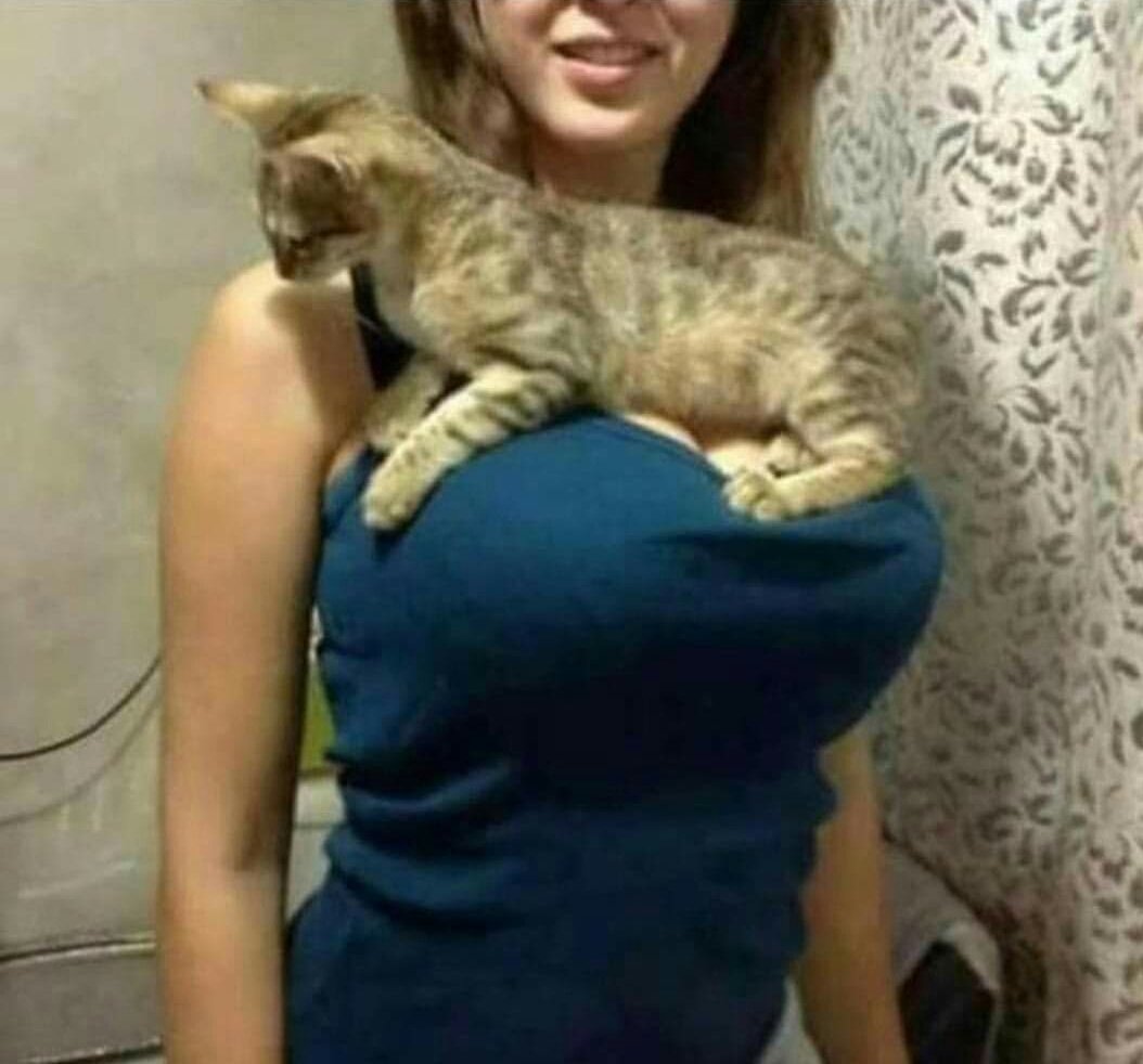 Ne güzel kedi keşke benim olsa.