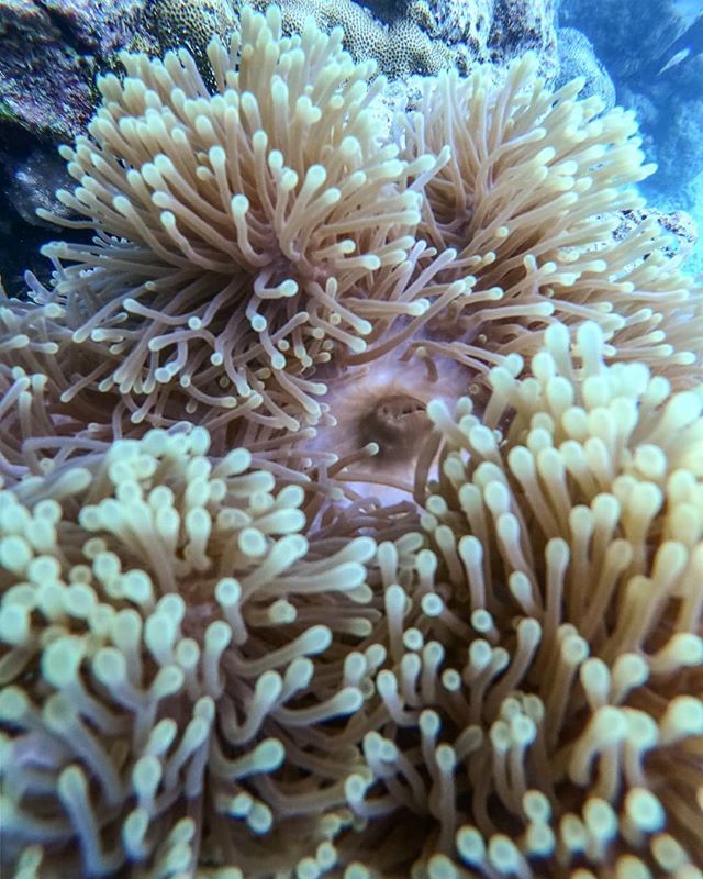 Nishanth_N_'s tweet photo. Closer look at the creatures below
@goproin @gopro
#shotongoprohero7
#underwater #scubadiving #sea #anemone #storiesofindia #photographers_of_india #streetmagazine #creativeimagemagazine #captureindia #indianshutterbugs #igers #indianphotography #india… https://t.co/hub2vWX7Cc https://t.co/G3KYmoVFyI