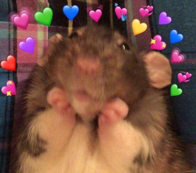 Milu On Twitter Hagamos Un Thread De Memes De Corazones Para Salvarle La Vida A Alguien Yo Empiezo hagamos un thread de memes de corazones