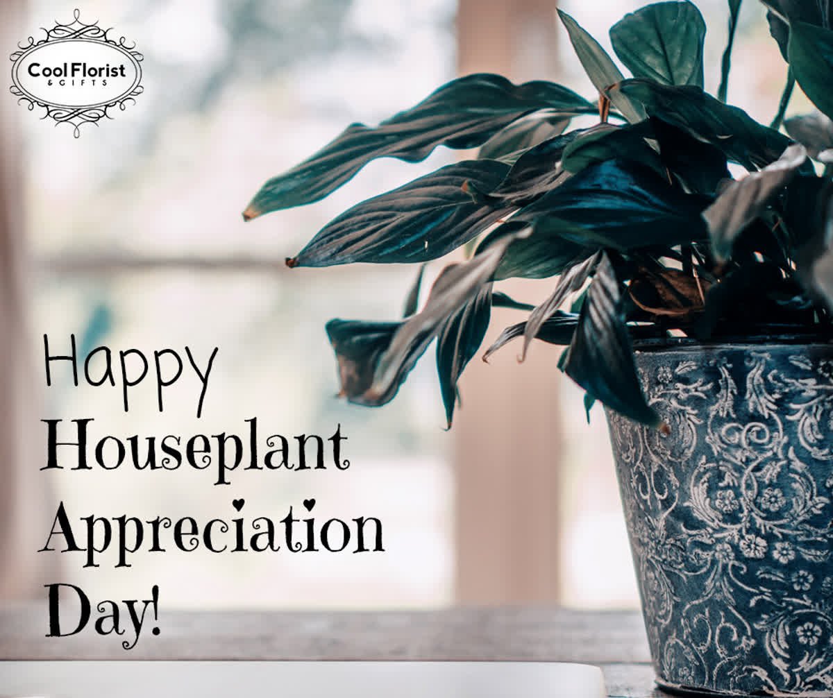 CoolFlorist's tweet photo. It's Houseplant Appreciation Day today!

#CoolFlorist #CoolCA #HouseplantAppreciationDay https://t.co/CVRJqz95EQ