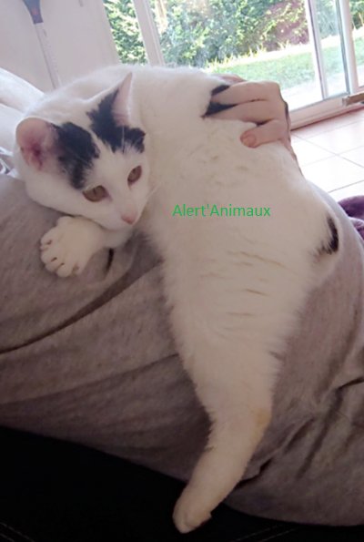 Missing Animaux 81 10 01 19 Perdu Chat Blanc Un Peu De Noir A Lescure D Albigeois Rue Des Boutons D Or Milou Puce Tel 07 71 06 02 Tarn T Co 9goa1d3twb