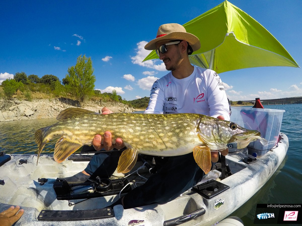 elpezrosa's tweet photo. Video en el Canal: Lucios en vertical con Black Minnow. #blackminnow #tailwalkroods #floatplus #iberux #iberuxmax @fiiish_officiel @tailwalk @floatplus @iberuxpro @fishleurres
https://t.co/IHK8MBvSSK https://t.co/3957Kq7mFp