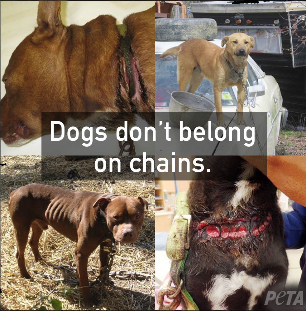 PETA on Twitter: PETA on Twitter: