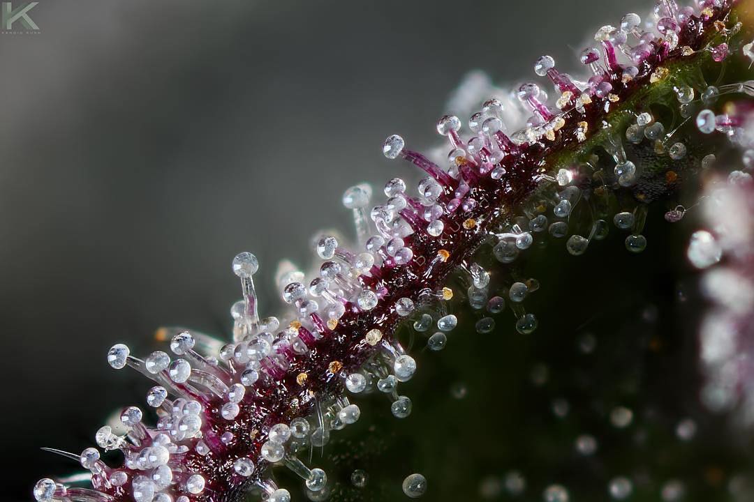 AceTheGrow tweet media