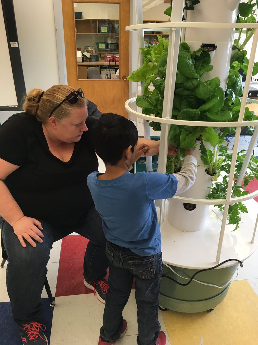 JoMcMike's tweet photo. Students in #MsWeiser and #MrYosida’s classes helping to harvest some lettuce! Then we all got to taste it!! Yummy! Everyone wanted more! @goodfoodmachine @EcoSchoolsTDSB @TDSBHalbert https://t.co/WJhnuiN4Y2