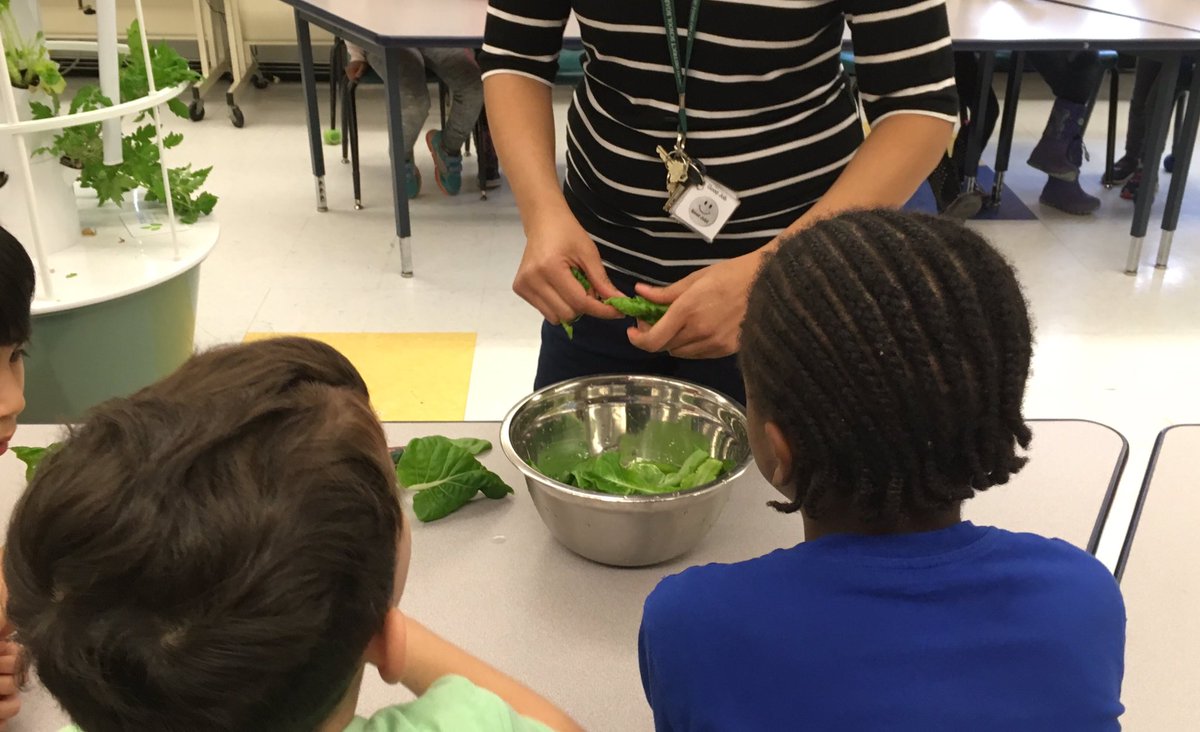JoMcMike's tweet photo. Students in #MsWeiser and #MrYosida’s classes helping to harvest some lettuce! Then we all got to taste it!! Yummy! Everyone wanted more! @goodfoodmachine @EcoSchoolsTDSB @TDSBHalbert https://t.co/WJhnuiN4Y2