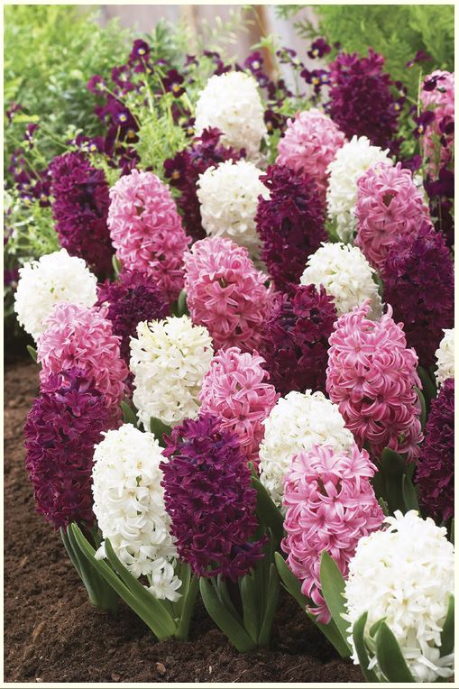 Memoire_vivante's tweet photo. Vous en avez assez de voir autant de neige? En réconfort, regardez ces fleurs printanières du Jardin des souvenirs. 🌷🌸
#MuséeMémoireVivante #Printemps #Fleur #JardinsDesSouvenirs #SaintJeanPortJoli #DestinationLIslet #ChaudiereAppalaches https://t.co/nQ30QAomhQ
