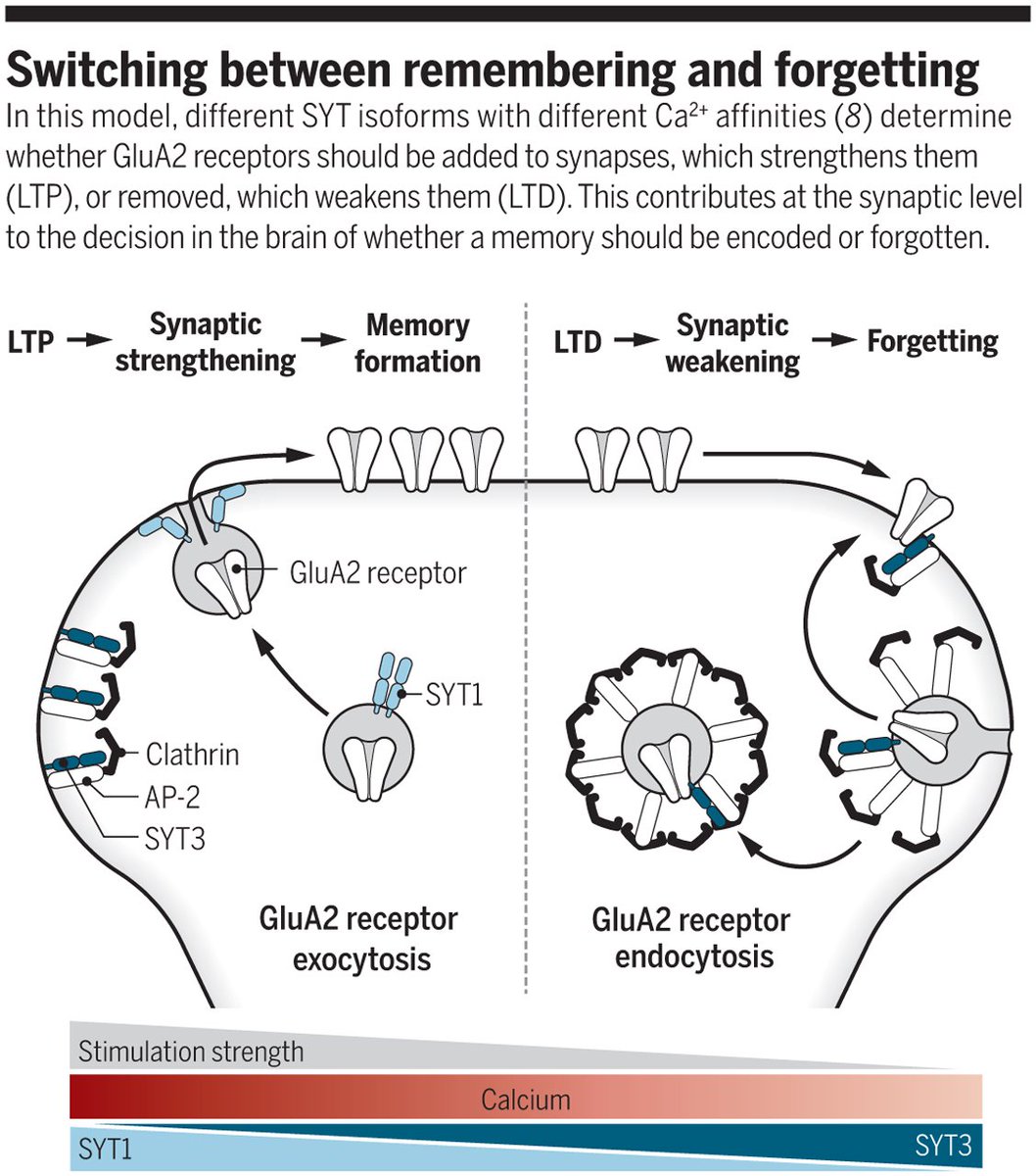 New research at the synaptic level in mice is showing how the brain decides whether to encode a memory or forget it. ($) bit.ly/2C6COt8