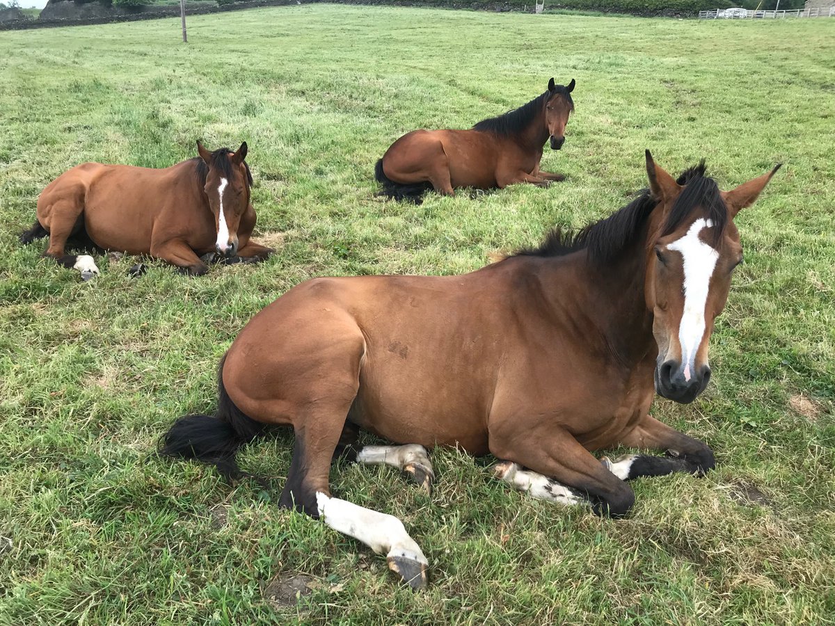 Howzer0710's tweet image. His summer relaxing with his pals has done him some good...now a North Yorkshire National winner! Well done ⁦@CookDannyJockey⁩ ⁦@craiglandsfarm⁩ #Sharpresponse
