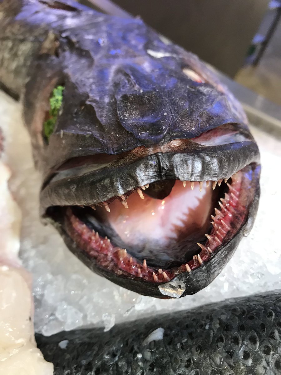 selfridges fish tweet media