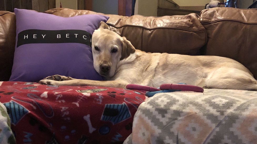 #watchwhatcrappens 💜 the pillow!