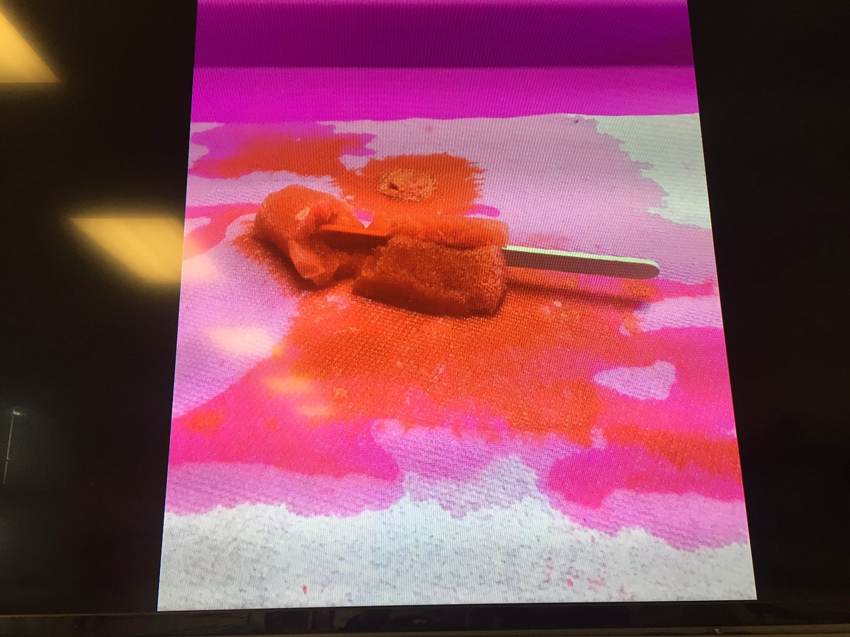 Lauren Harden tweet media