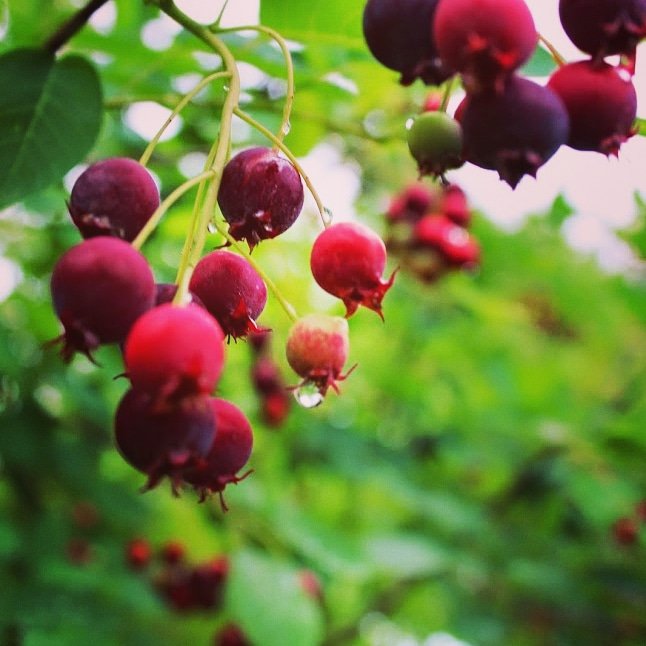 zombiegardening's tweet image. Service Berries 

Thinking of summer feasting and service berries...they contain lots of vitamins A &amp;amp; C as a great antioxidants. Vitamin K for clotting. #zombiegardening #thinkingofspring #juneberries #serviceberries #forageforfun #chicago #gardening #botanybasics