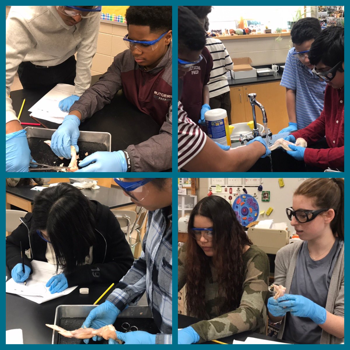 cpgzisme's tweet photo. 8th g Science @RutgersPrep learning about how muscles move bone today! #handsonlearning #scienceclass #multiplemodalities #NeuralNetworks #chickenwings #thatahamoment https://t.co/zqfvVJFp6c