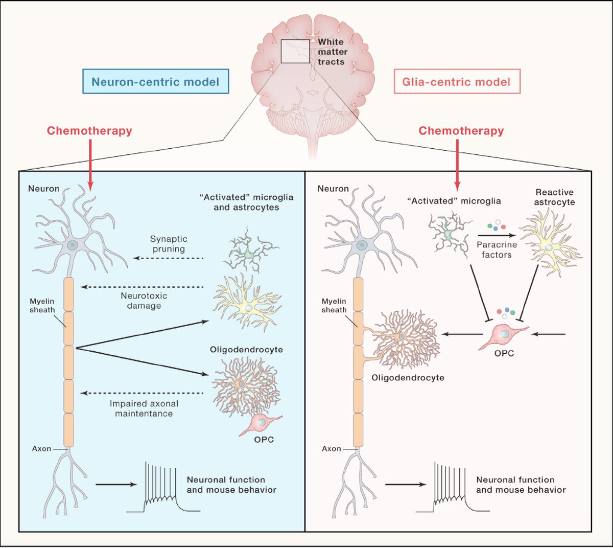 EricTopol's tweet image. Chemobrain and chemofog from #cancer chemotherapy occurs in at least 60% of patients and was largely unexplained. Now "compelling evidence" that this horrible side-effect is orchestrated by #brain microglia, glial cell circuitry 
cell.com/cell/pdf/S0092…
cell.com/cell/fulltext/…