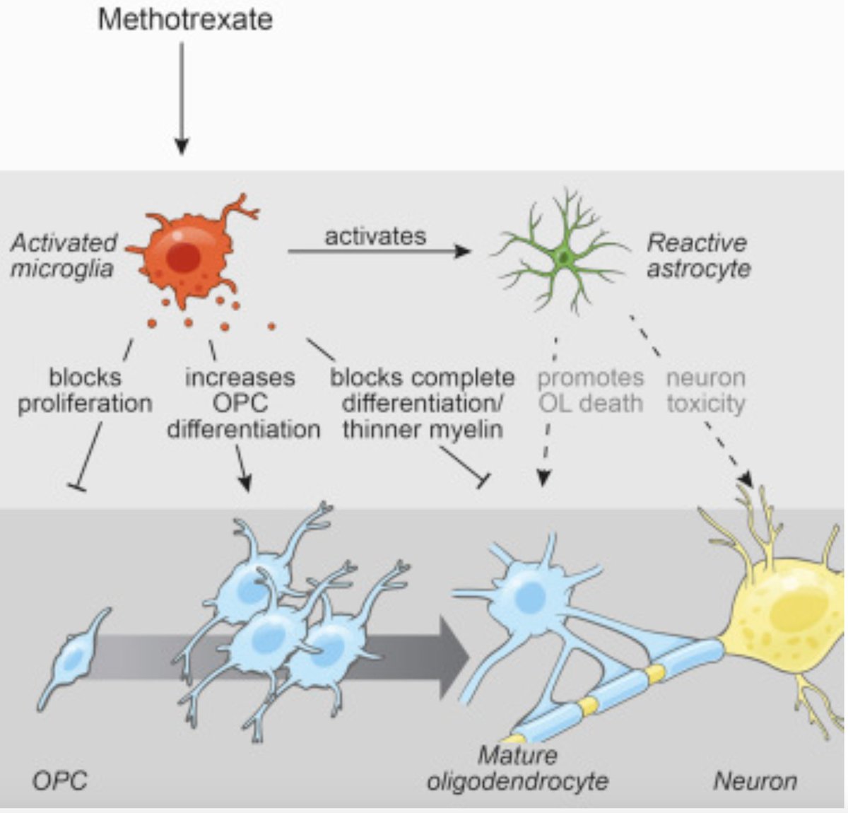 EricTopol's tweet image. Chemobrain and chemofog from #cancer chemotherapy occurs in at least 60% of patients and was largely unexplained. Now "compelling evidence" that this horrible side-effect is orchestrated by #brain microglia, glial cell circuitry 
cell.com/cell/pdf/S0092…
cell.com/cell/fulltext/…