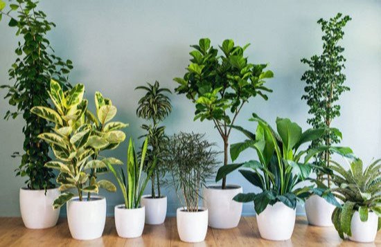 It's #HouseplantAppreciationDay. Now is the time to give them the winter love they need. Find the right #houseplants for you by visiting your local grower ow.ly/dUxM50k9Qcl